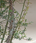 Bewicks Wren 7307